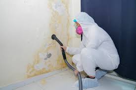 Best Attic Mold Removal in Ellensburg, WA